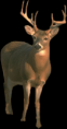/album/allatok-png/a00000-deer-www-kepfeltoltes-hu-png/