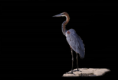 /album/allatok-png/a2-1-2-3-4-5-png/