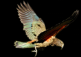 /album/allatok-png/a3-1-2-3-4-5-6-png/