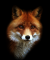 /album/allatok-png/a5jpghzbti7-vulf-pidwhn4qnd4-png/