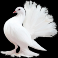 /album/allatok-png/a6-1-2-3-4-5-6-7-png/