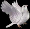 /album/allatok-png/a00007-feher-galamb-png/