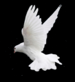 /album/allatok-png/a8d211fc5-png/