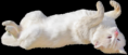 /album/allatok-png/a215a51e4-png/