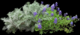 /album/novenyek-png/a1355072930-97-png/