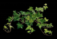 /album/novenyek-png/ivy-png/