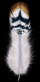 /album/tollak-png/feather04-png/
