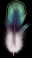 /album/tollak-png/feather07-png/