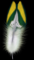 /album/tollak-png/feather08-png/