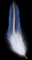 /album/tollak-png/feather09-png/